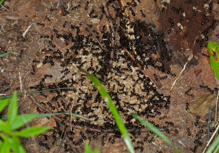 Camponotus (Camponotus) novaeboracensis Formicidae