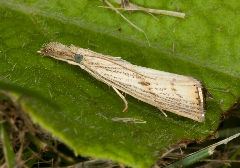 Agriphila ruricolellus Crambidae