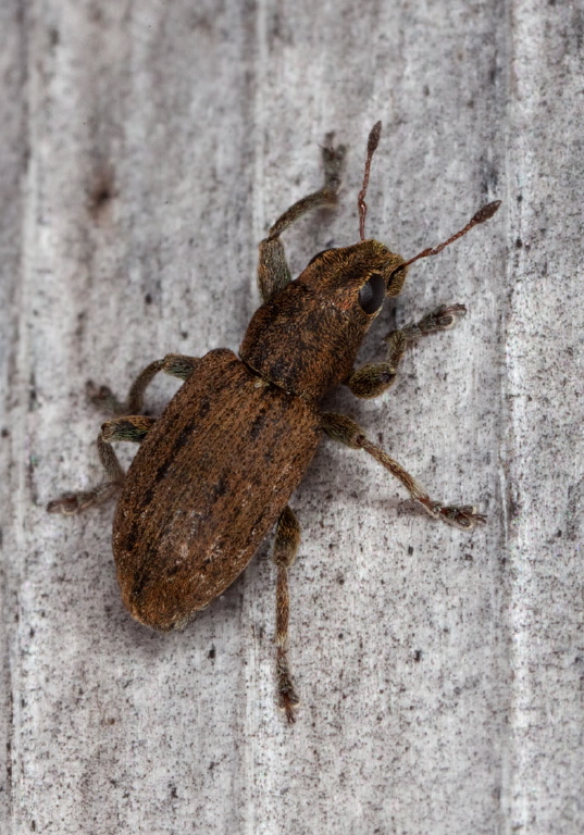 Sitona cylindricollis Curculionidae