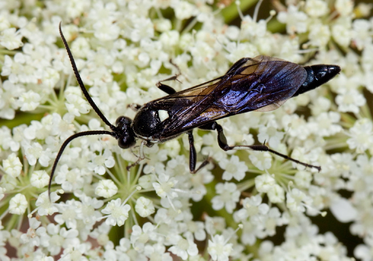 Ctenichneumon minor? Ichneumonidae