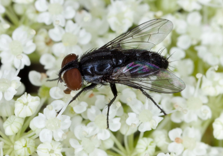   Tachinidae?