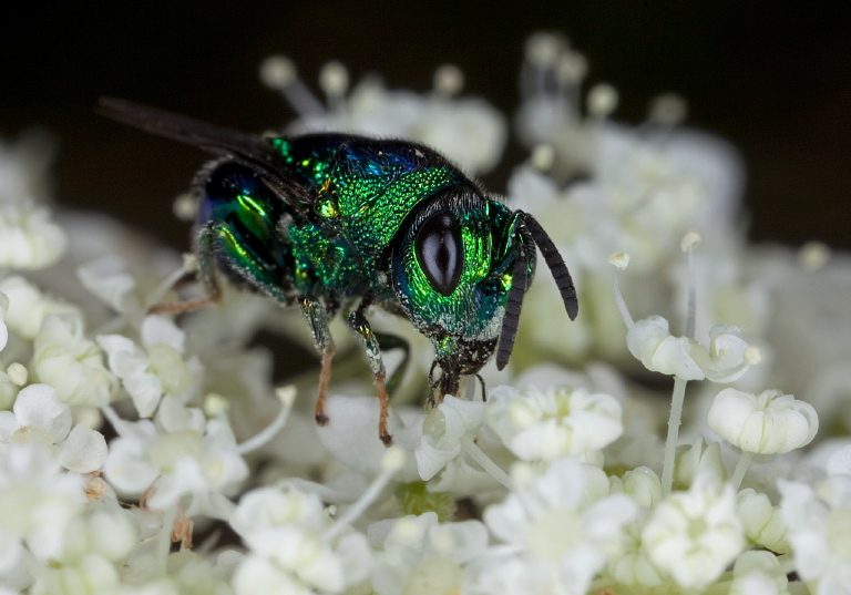 Euperilampus triangularis Perilampidae