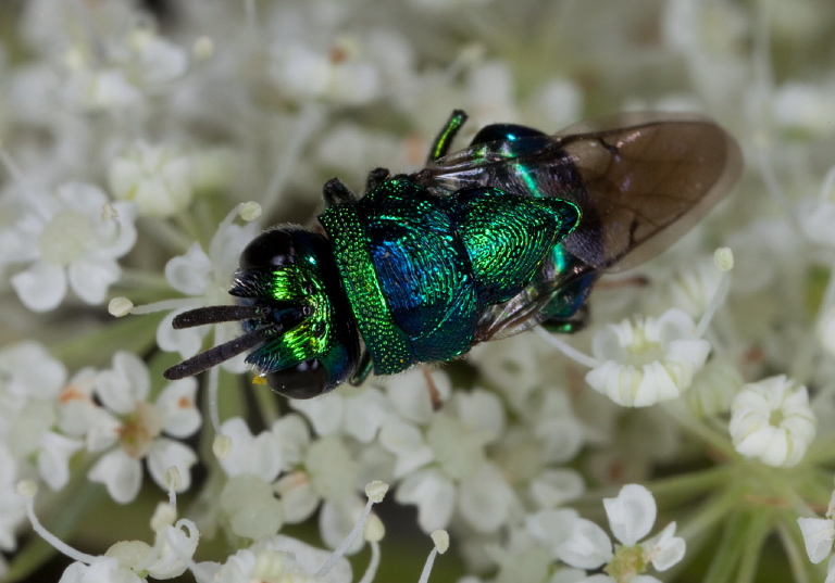 Euperilampus triangularis Perilampidae