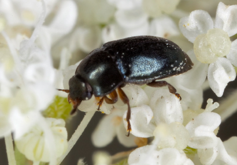 Fabogethes nigrescens Nitidulidae