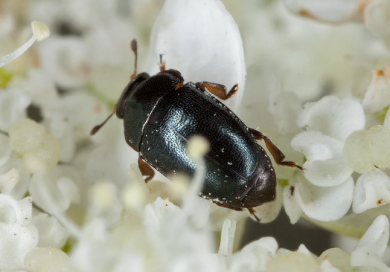 Fabogethes nigrescens Nitidulidae