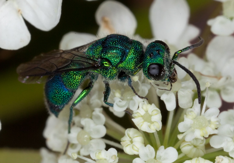 Chrysis sp.? Chrysididae