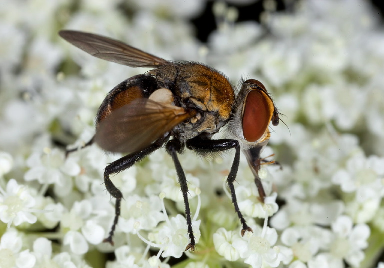   Tachinidae