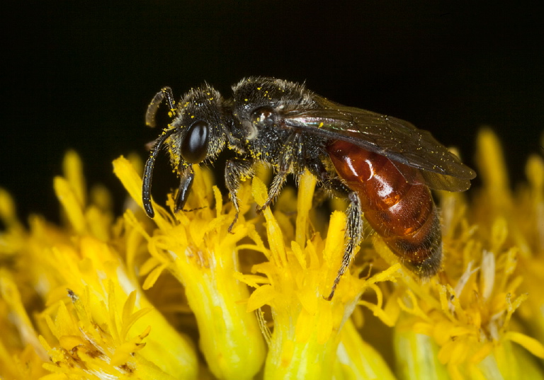 Sphecodes Sp. Halictidae