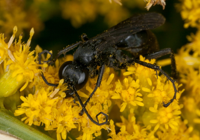   Pompilidae