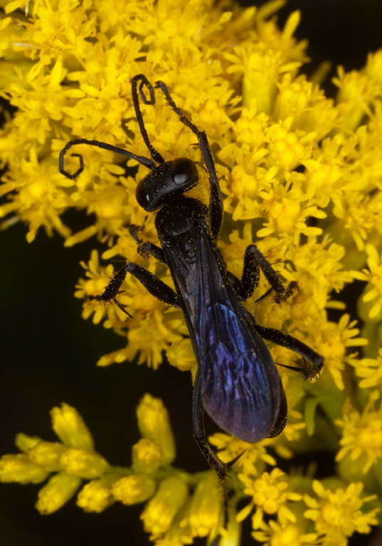   Pompilidae