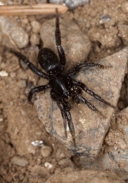 Zelotes sp. Gnaphosidae