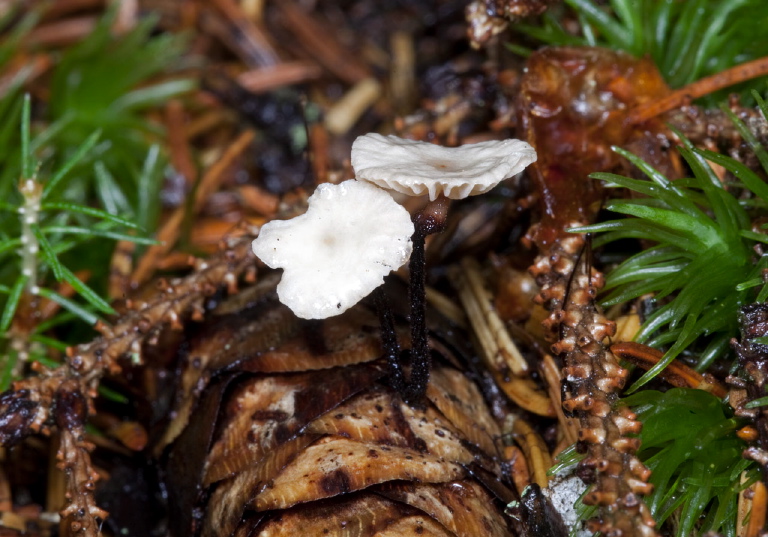 Marasmius sp.? Marasmiaceae