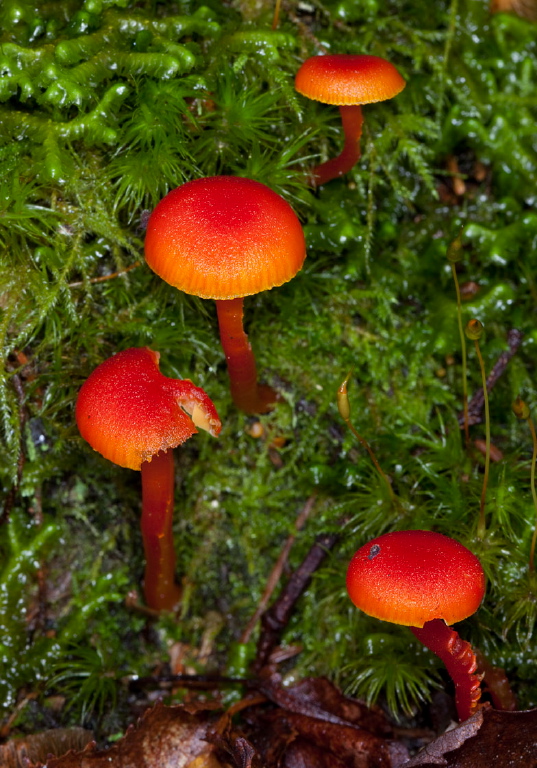 Hygrocybe sp.? Tricholomataceae