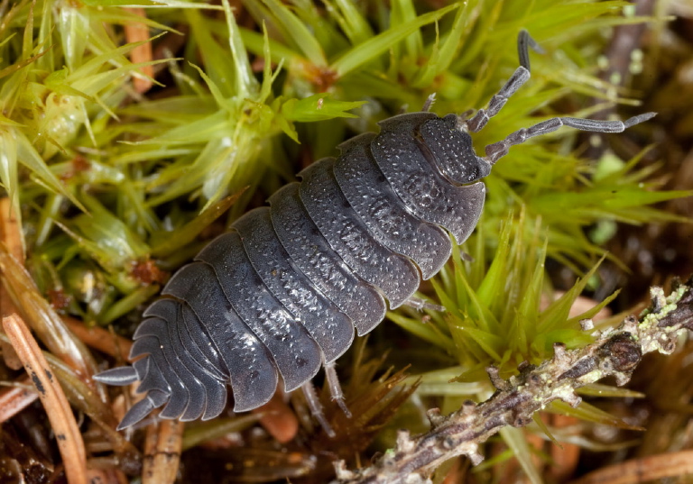 Porcellio scaber Porcellionidae