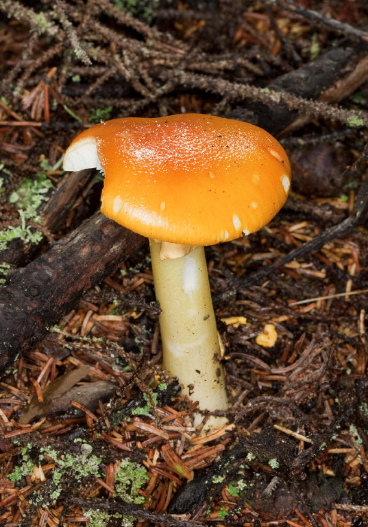 Amanita sp.? Pluteaceae