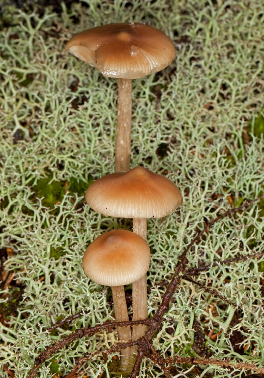 Inocybe sp.? Cortinariaceae