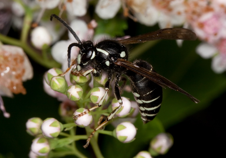 Dolichovespula arctica Vespidae