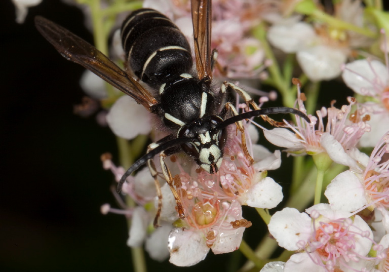 Dolichovespula arctica Vespidae