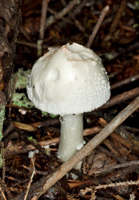 Amanita abrupta? Pluteaceae