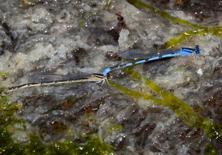 Enallagma civile Coenagrionidae