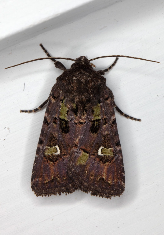 Lacinipolia renigera Noctuidae