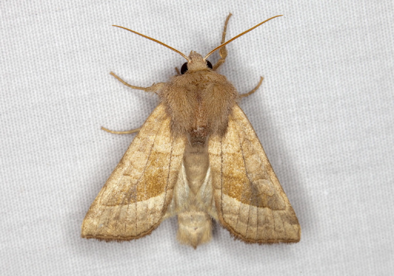 Hydraecia micacea Noctuidae