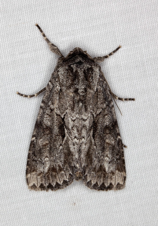 Eurois occulta? Noctuidae