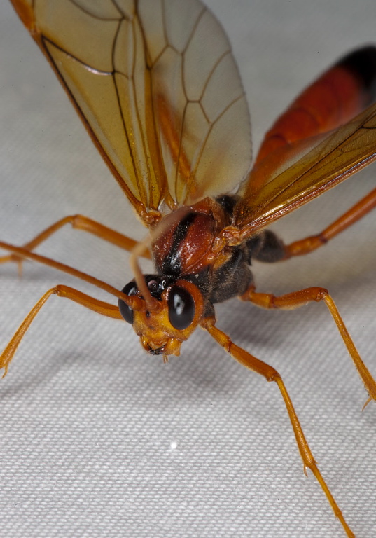 Opheltes glaucopterus barberi Ichneumonidae