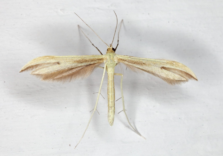 Hellinsia sp.? Pterophoridae