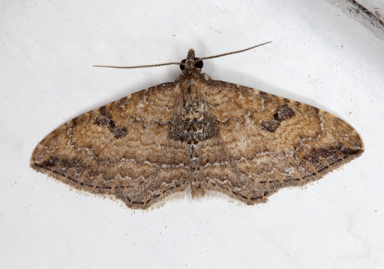 Orthonama obstipata Geometridae