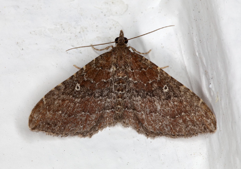 Orthonama obstipata Geometridae