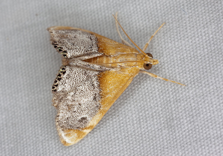 Chalcoela iphitalis Crambidae