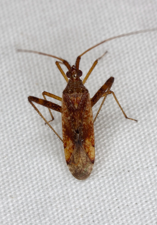 Neurocolpus sp. Miridae