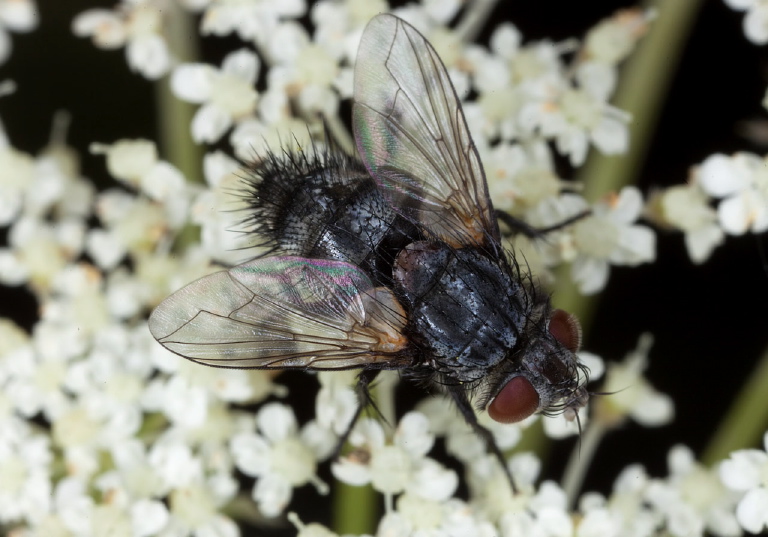   Tachinidae