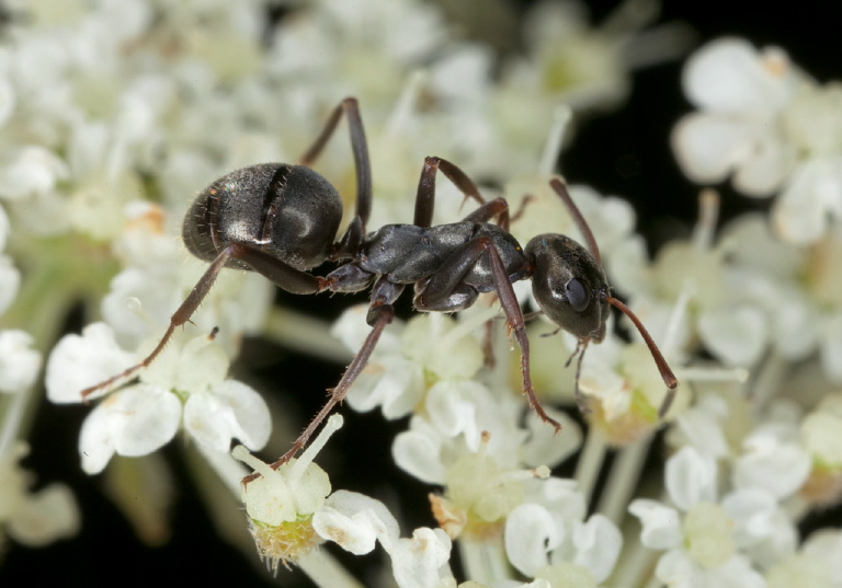 Formica glacialis? Formicidae