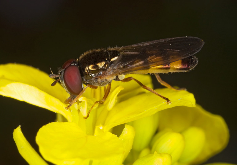 Platycheirus sp.? Syrphidae