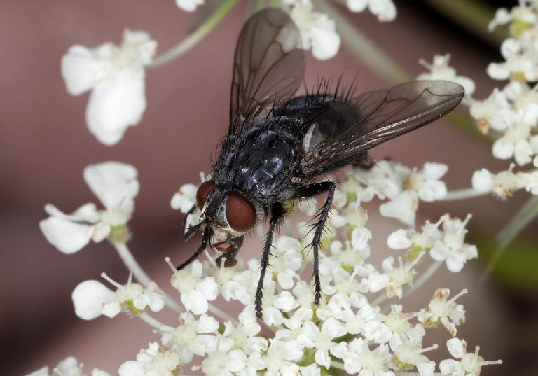   Tachinidae