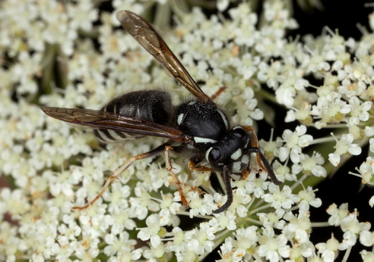 Dolichovespula arctica Vespidae