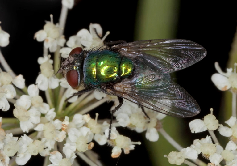 Lucilia sericata Calliphoridae