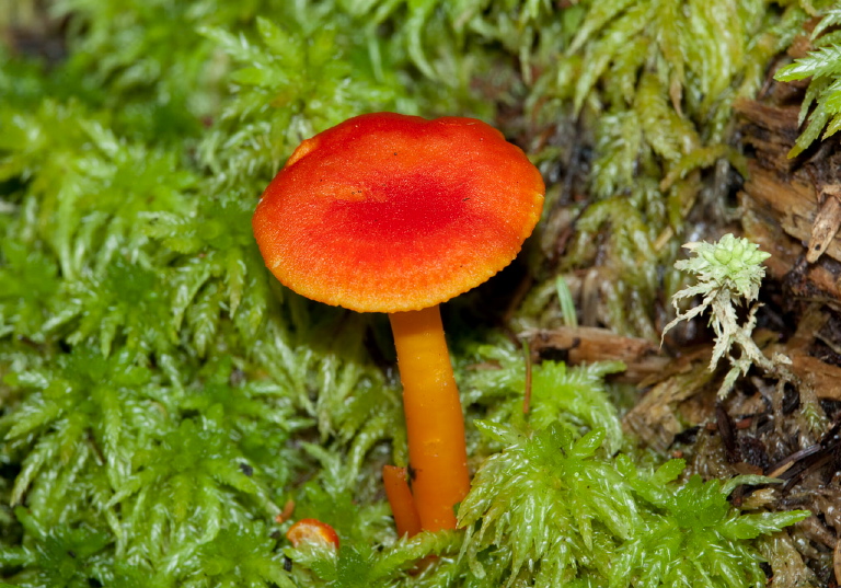 Hygrocybe sp.? Tricholomataceae