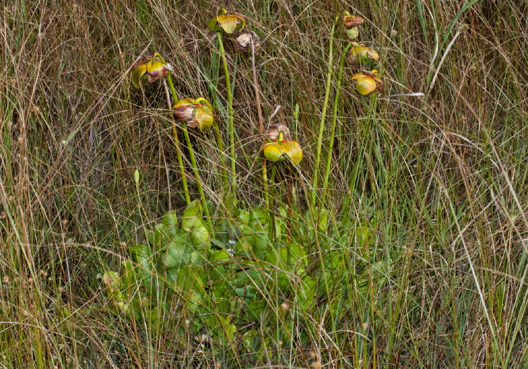 Sarracenia purpurea Sarraceniaceae