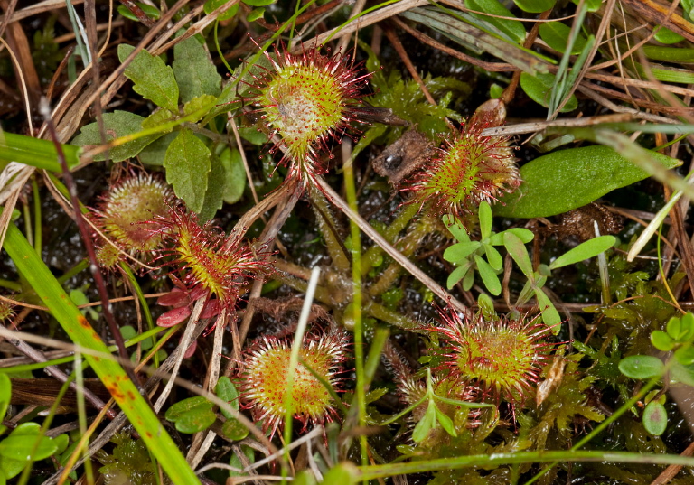 Drosera rotundifolia Droseraceae