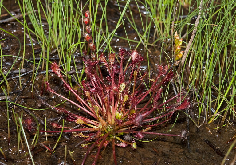 Drosera intermedia Droseraceae