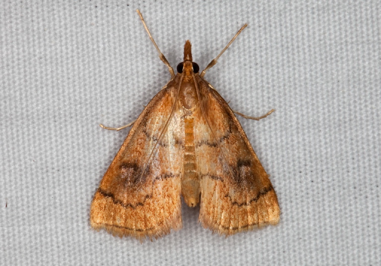 Fumibotys fumalis Crambidae