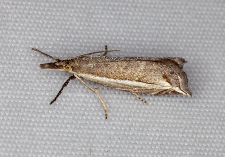 Raphiptera argillaceellus Crambidae