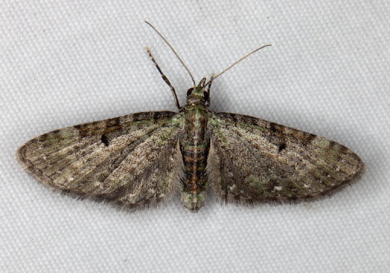 Eupithecia miserulata? Geometridae