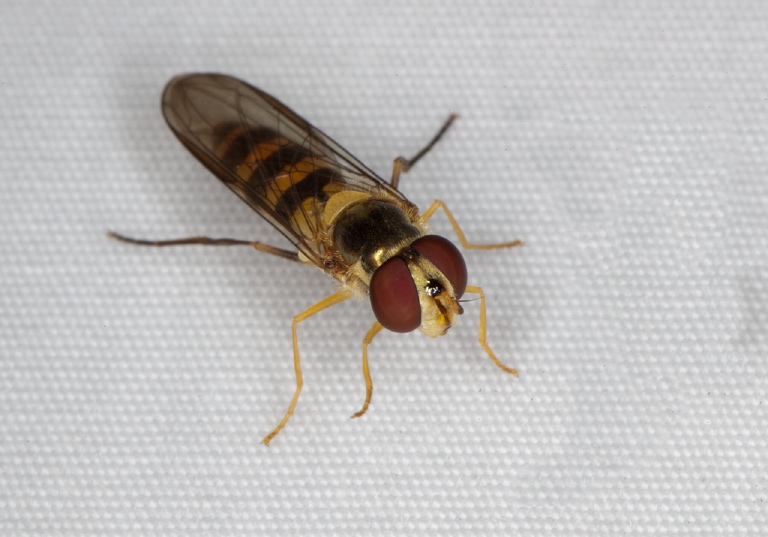   Syrphidae