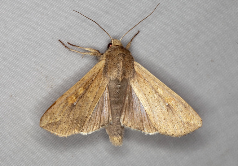 Mythimna unipuncta Noctuidae