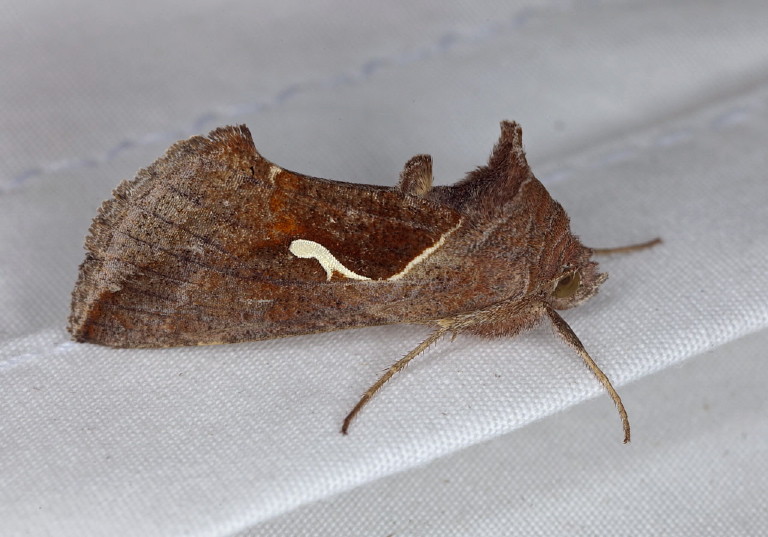 Anagrapha falcifera Noctuidae