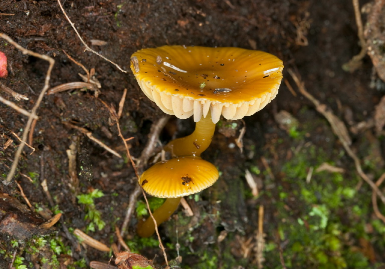 Hygrocybe sp.? Tricholomataceae